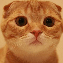 黑洞加速器下载破解版ios